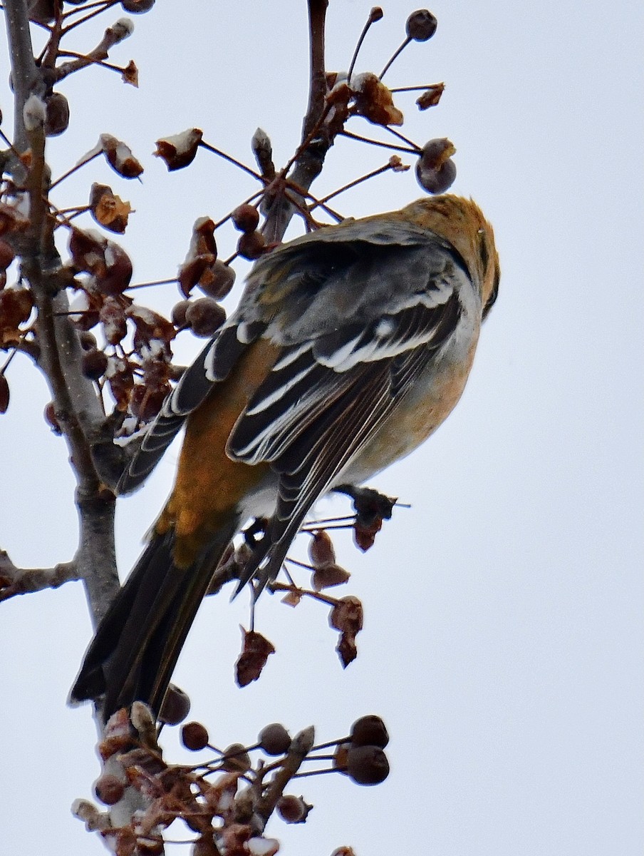 Pine Grosbeak - Gary Roberts