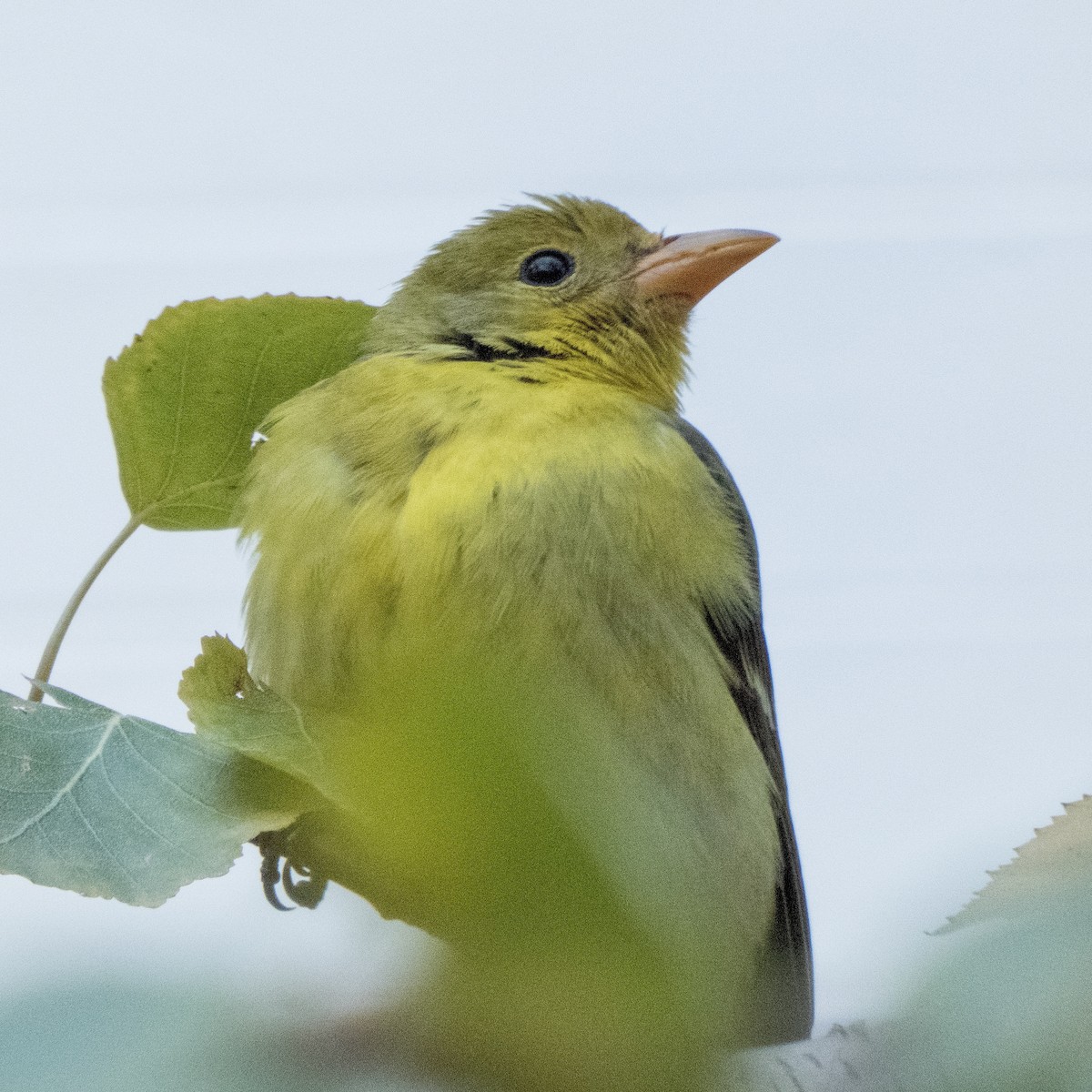 Western Tanager - ML293789691