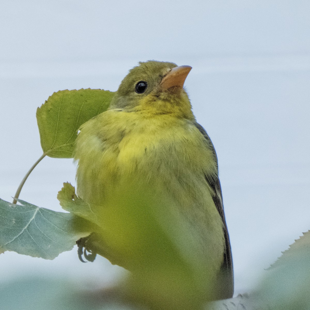 Western Tanager - ML293789721