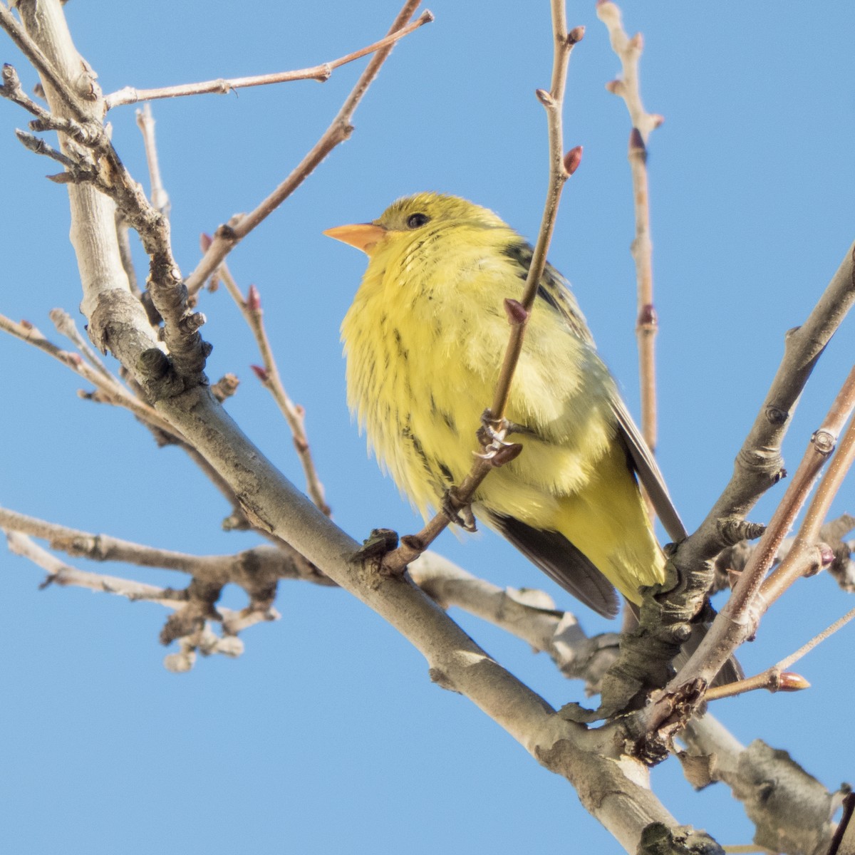 Western Tanager - ML293789731