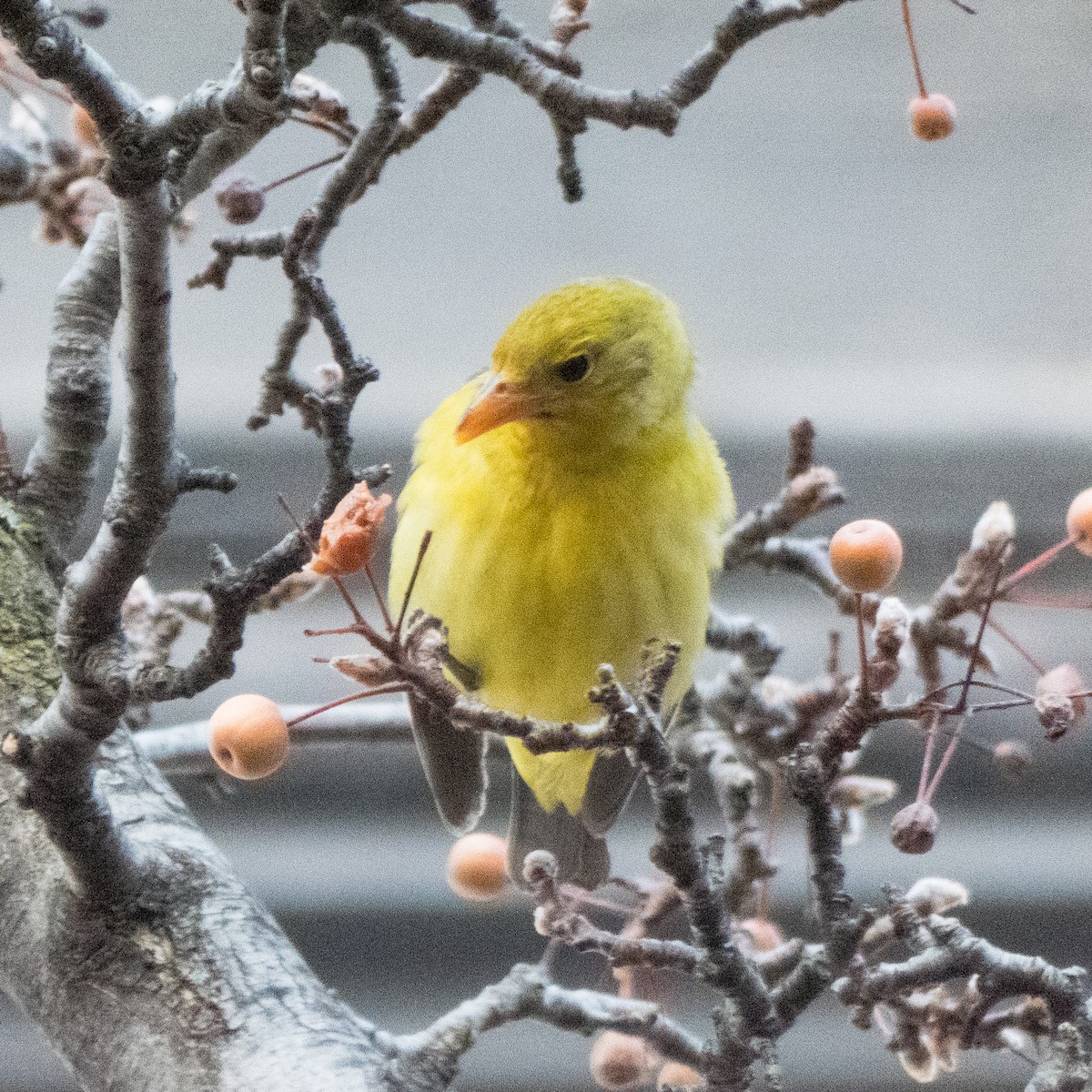 Western Tanager - ML293789741