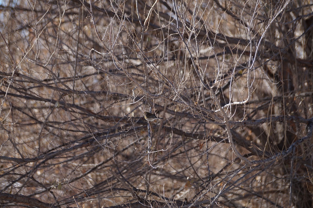 Yellow-rumped Warbler - ML293790641