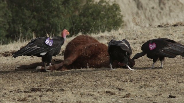 California Condor - ML293791321