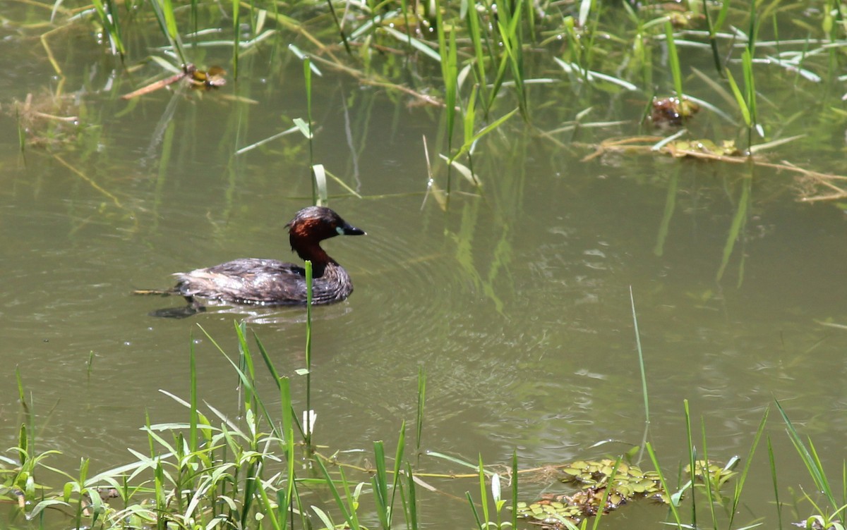 Little Grebe - ML29379211