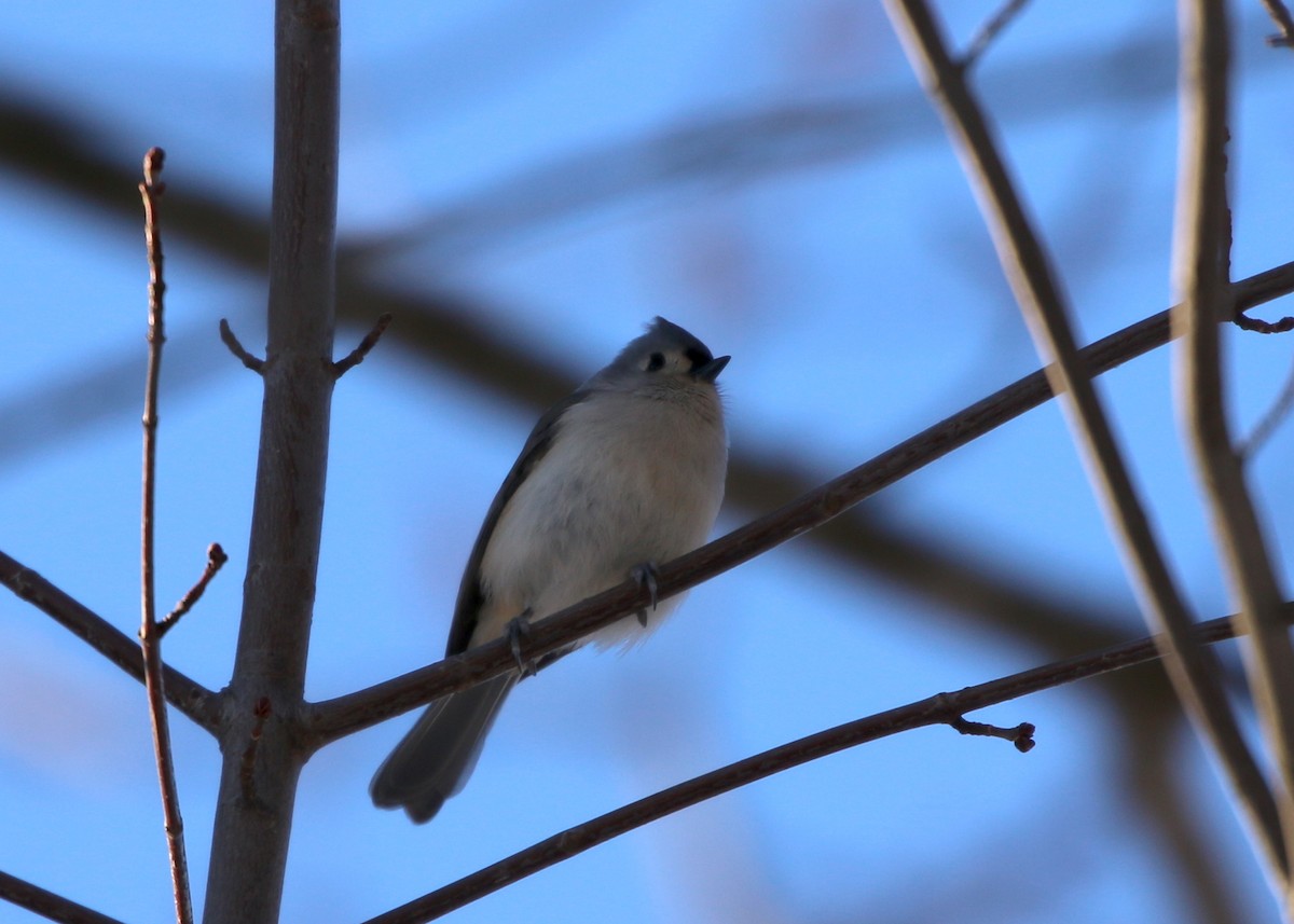 Mésange bicolore - ML293792961