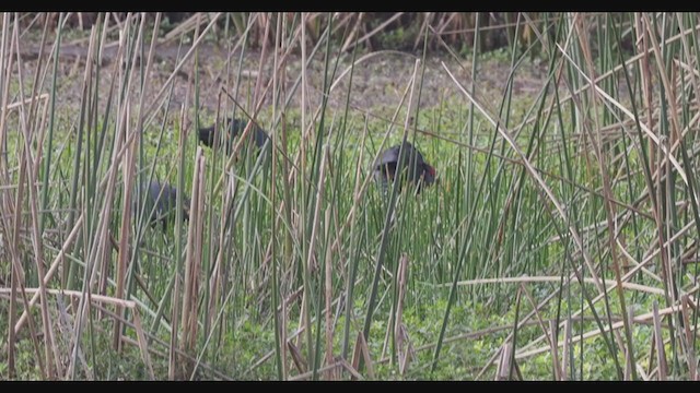 Gray-headed Swamphen - ML293794111