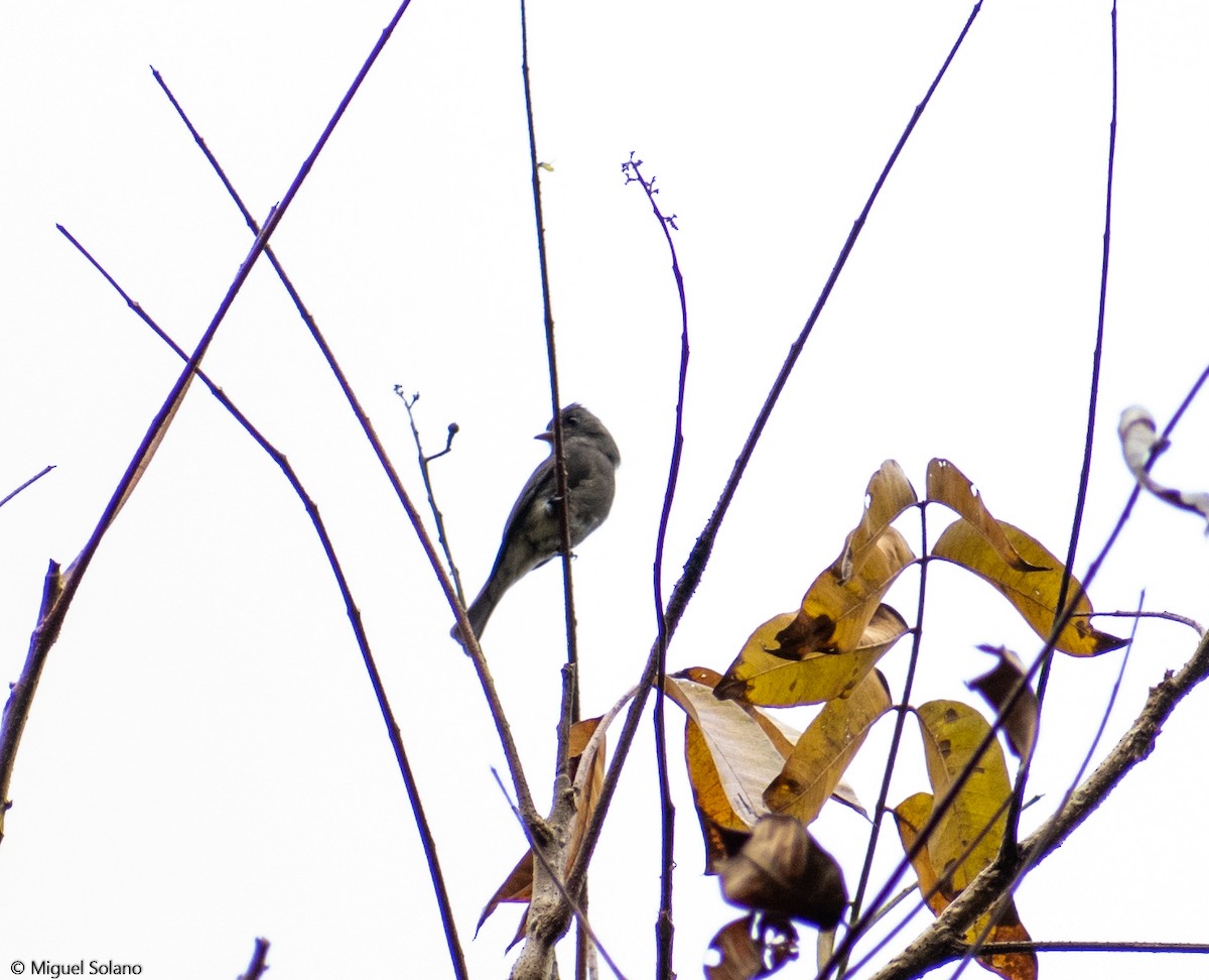 Dark Pewee - ML293795241