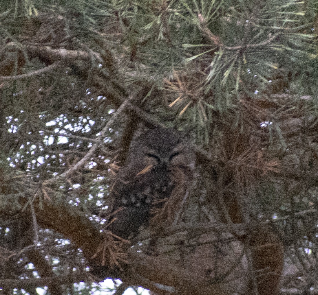 Northern Saw-whet Owl - ML293795811