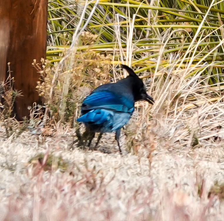 Steller's Jay - ML293796321