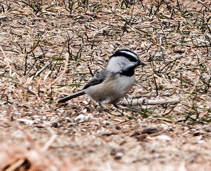 Mountain Chickadee - Mary & Lou Truex