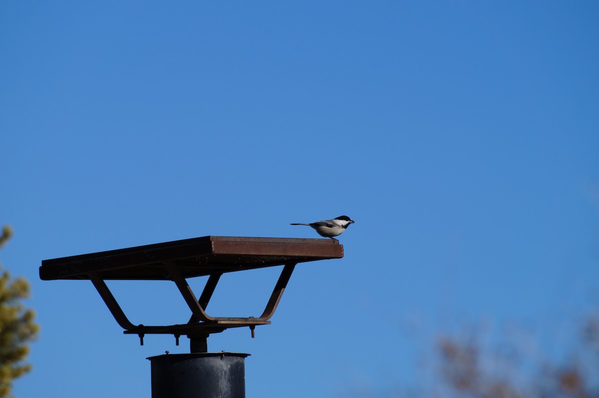 Black-capped Chickadee - ML293796981