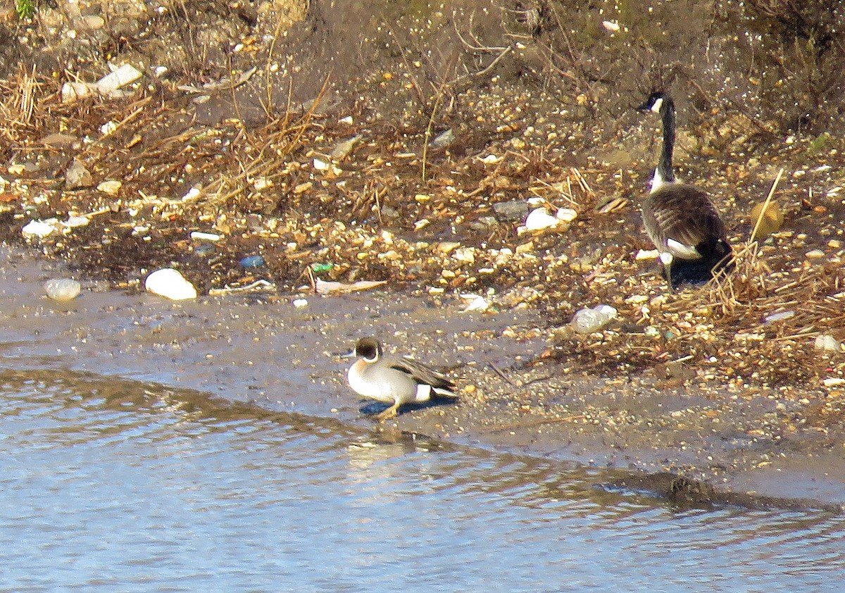 Mallard x Northern Pintail (hybrid) - ML293797001