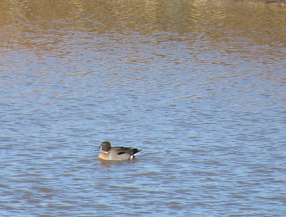 Mallard x Northern Pintail (hybrid) - Tom Boyle