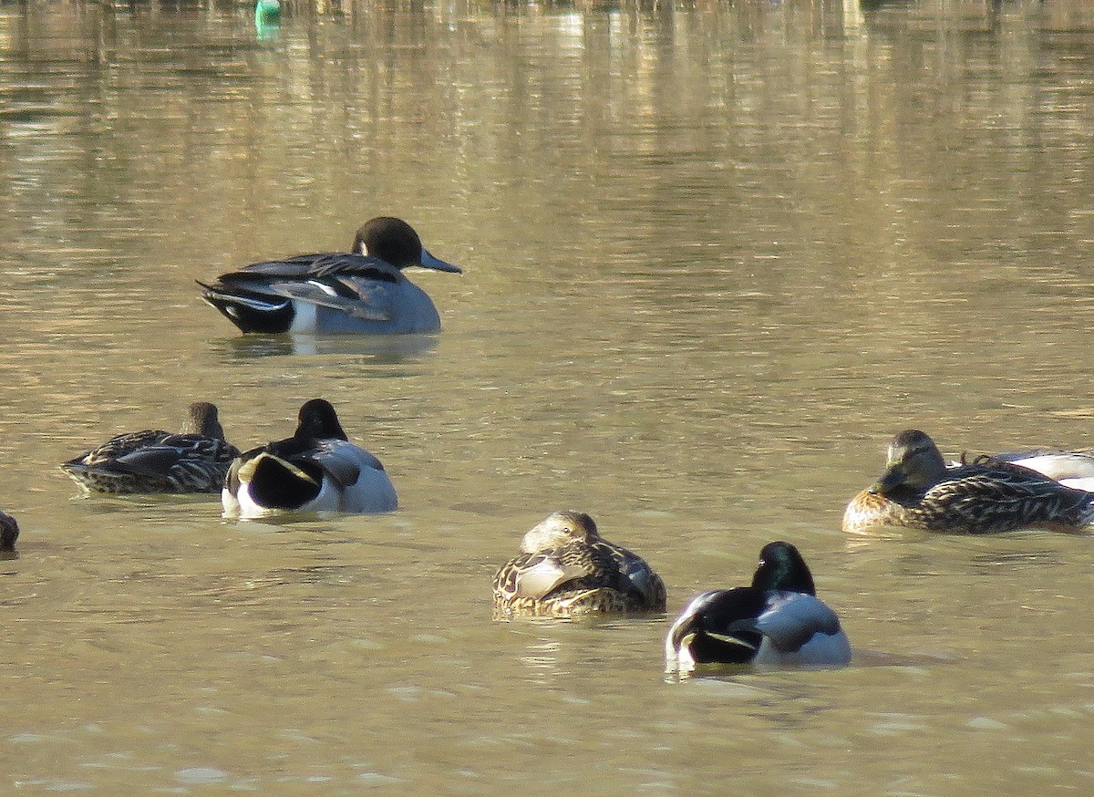 Mallard x Northern Pintail (hybrid) - ML293797151