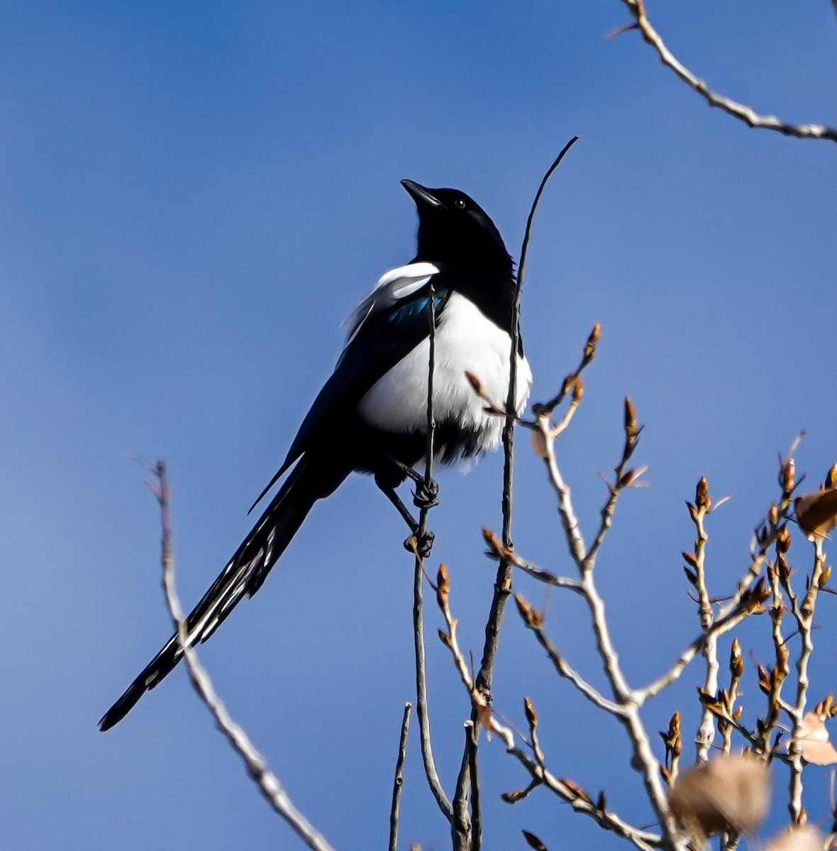 Black-billed Magpie - ML293798411