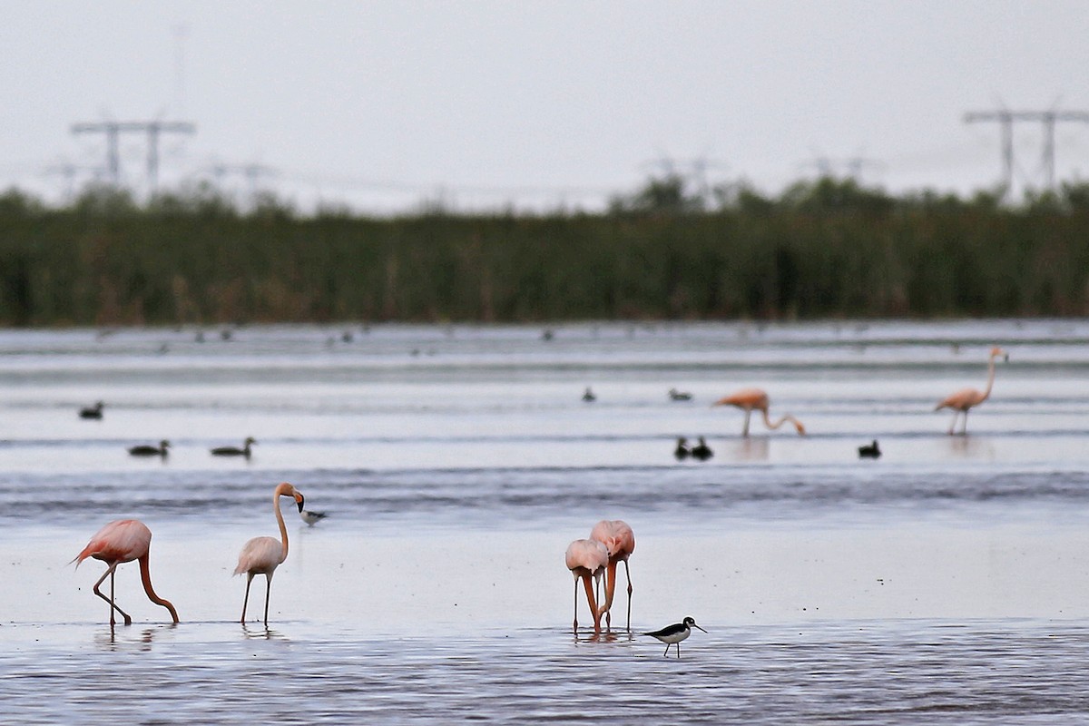 American Flamingo - William Keim
