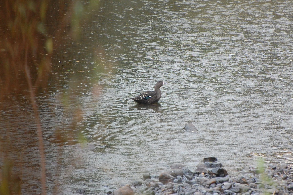 Canard noirâtre - ML293798731