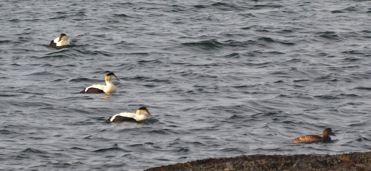 Common Eider - ML29379891