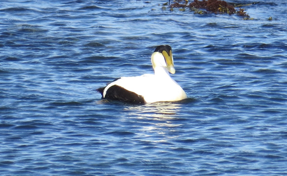 Common Eider - ML29379901