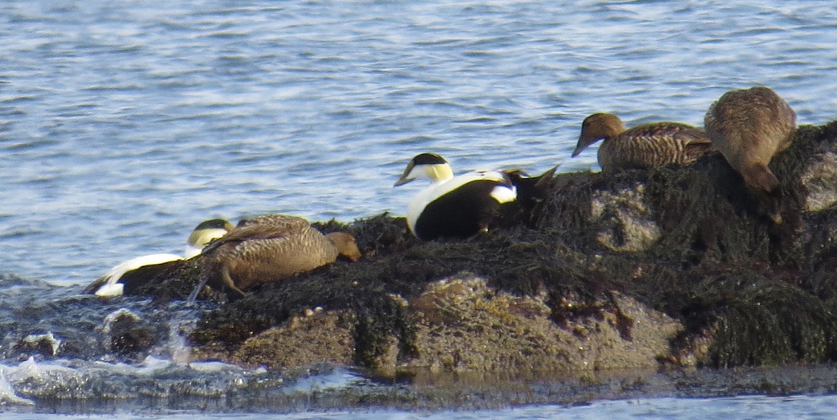 Common Eider - ML29379921