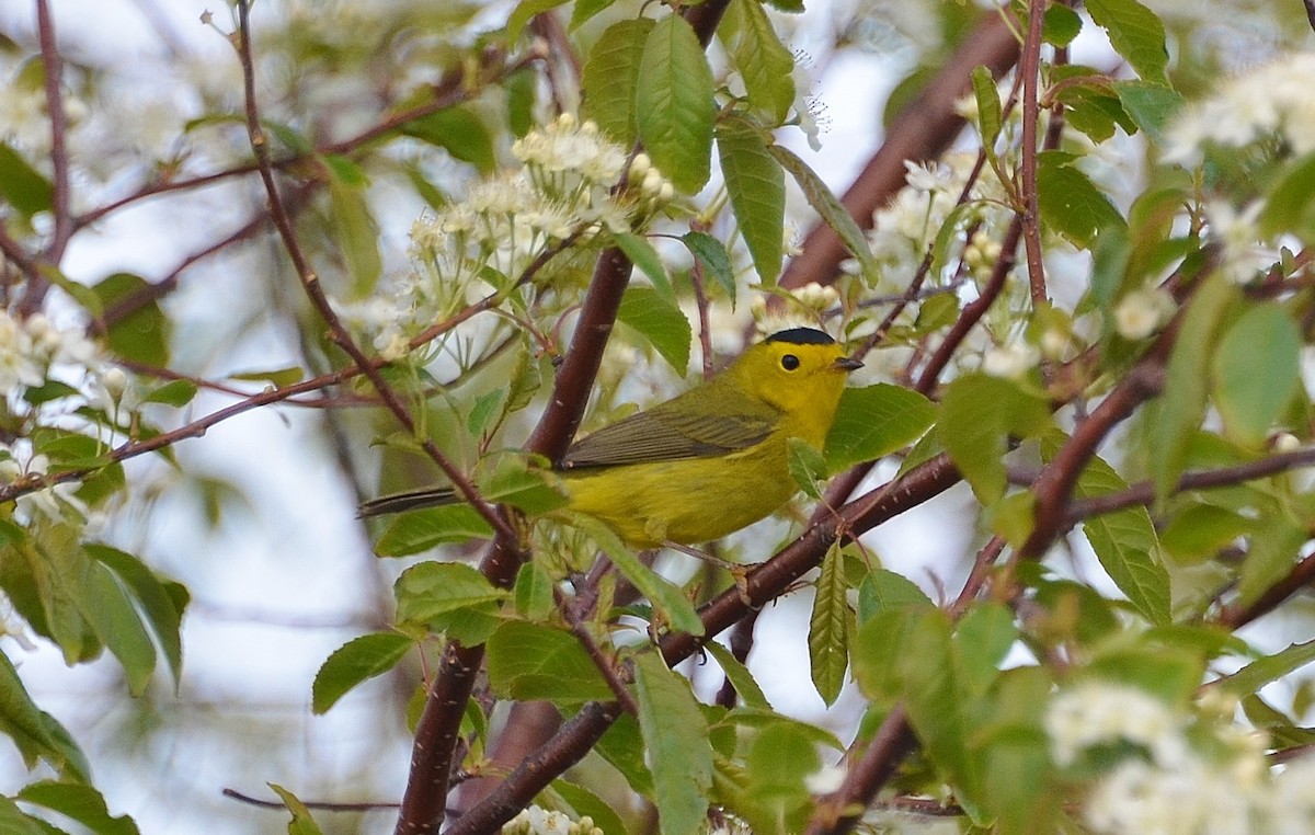 Wilson's Warbler - ML29380061