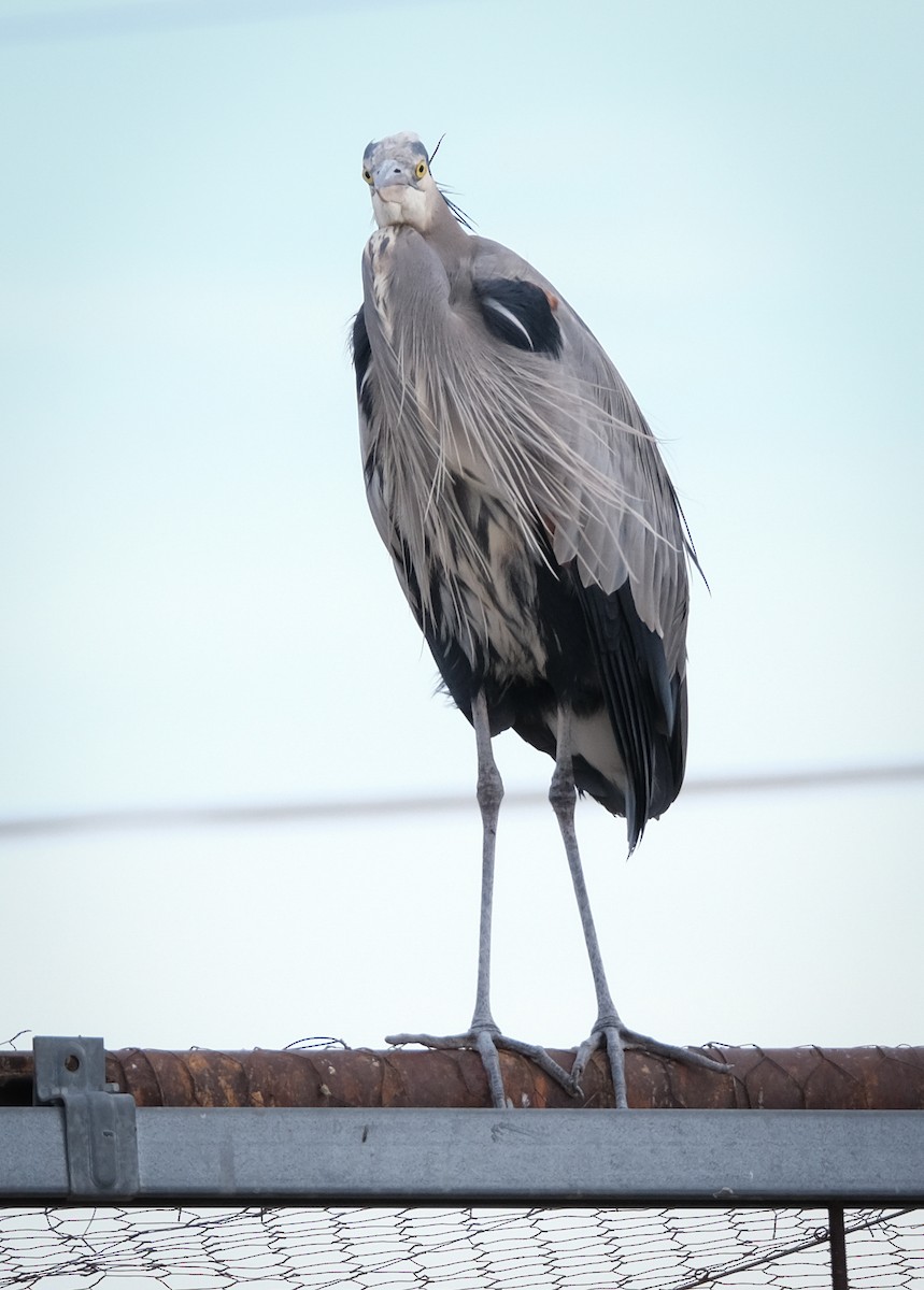 Great Blue Heron - Jeff Black