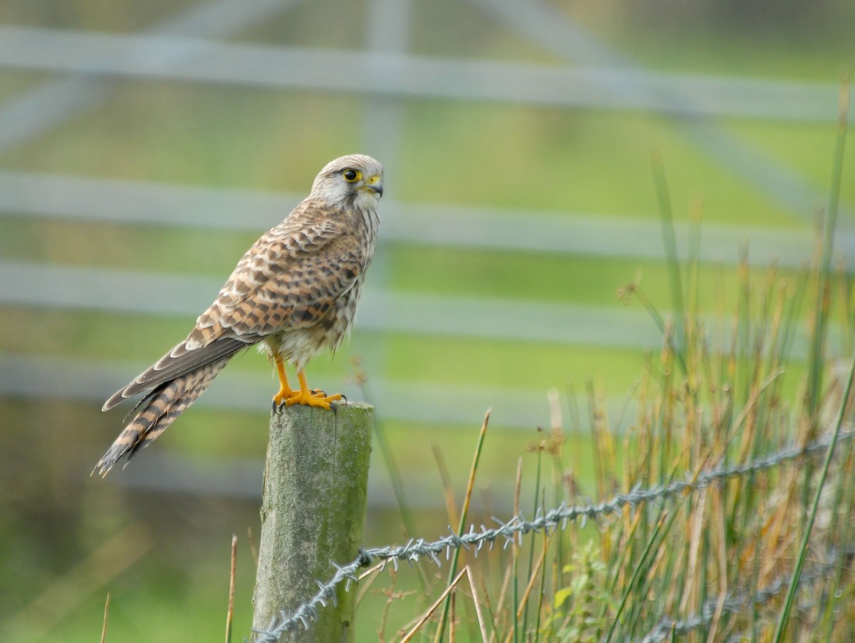 Eurasian Kestrel - ML293800961