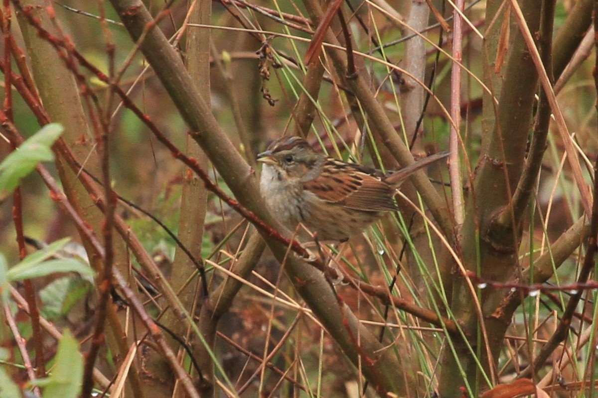 Swamp Sparrow - ML293806611