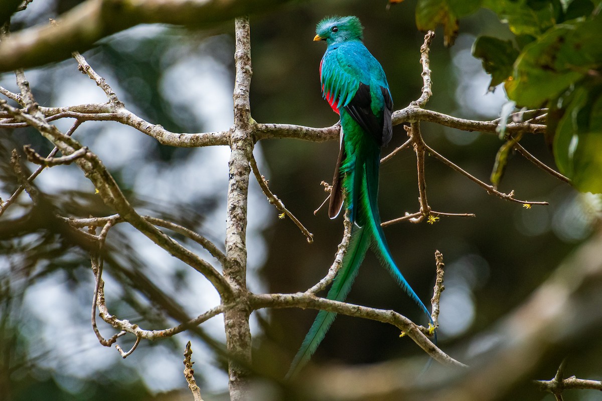 Quetzal Guatemalteco - ML293808071