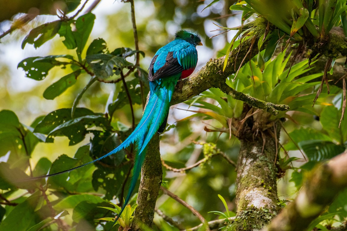 Resplendent Quetzal - Paul  Najera