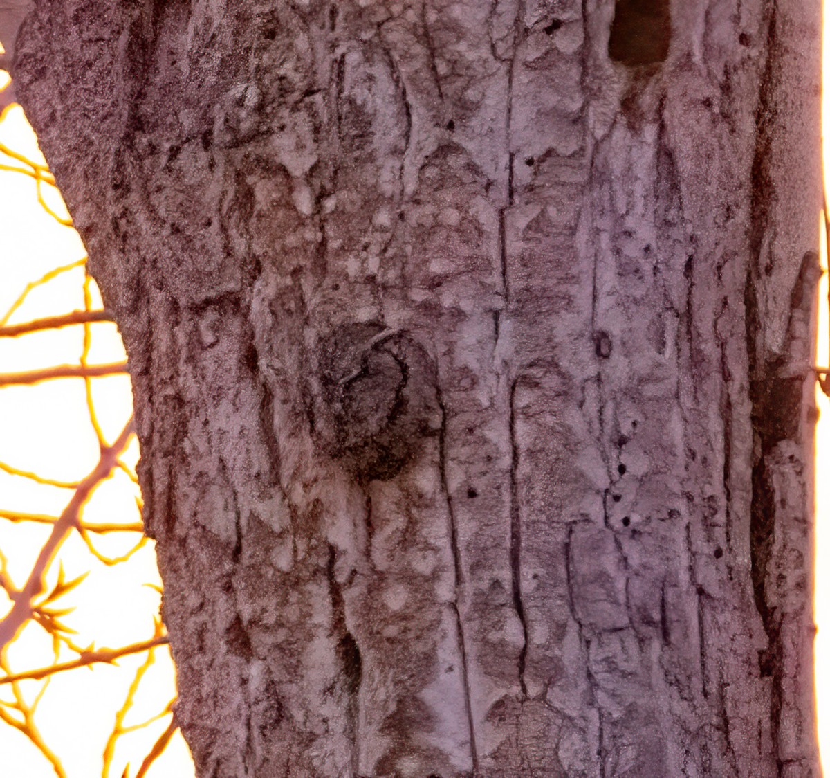 Western Screech-Owl - ML293808121