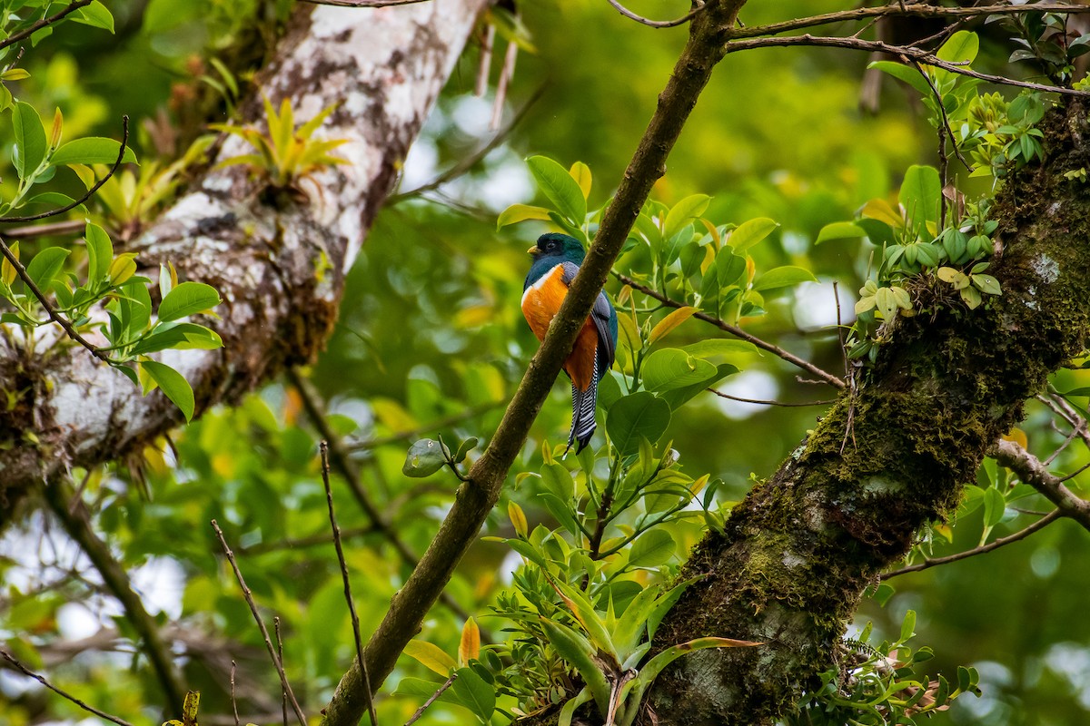 Collared Trogon - ML293808341