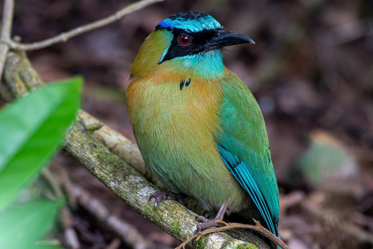 Lesson's Motmot - ML293808851