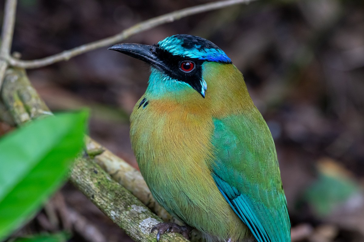 Lesson's Motmot - ML293808861