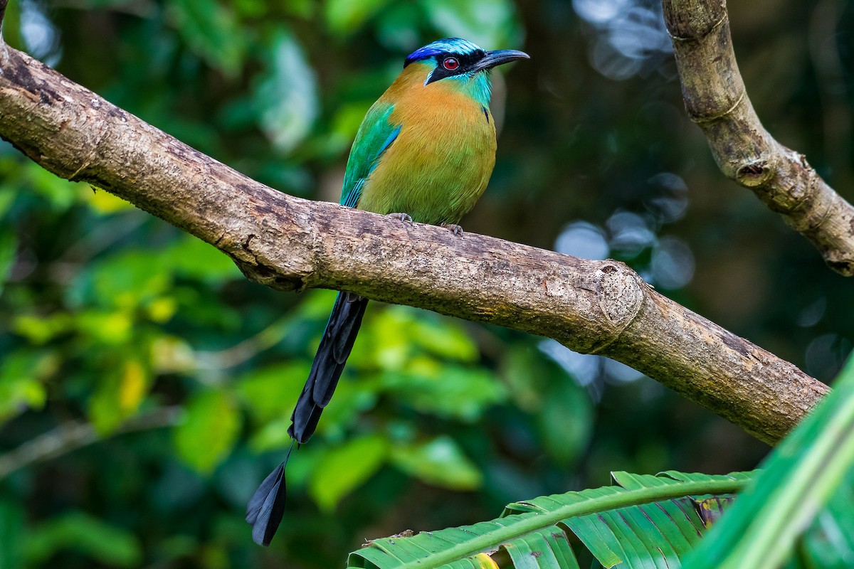 diademmotmot - ML293808871