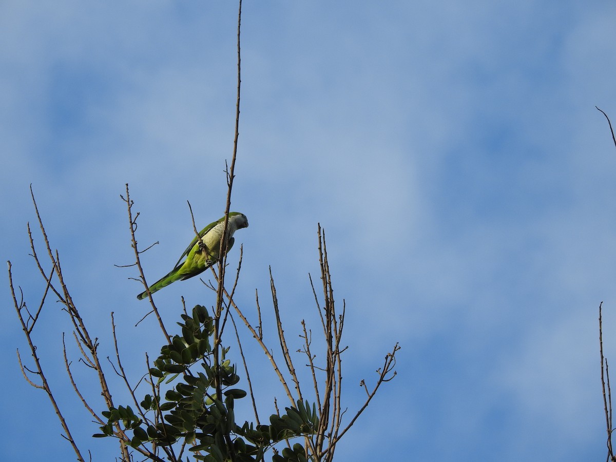 Monk Parakeet - ML293809291