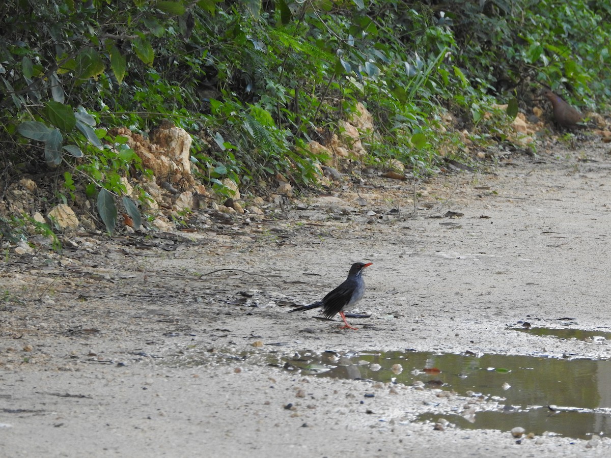 Red-legged Thrush - ML293809651