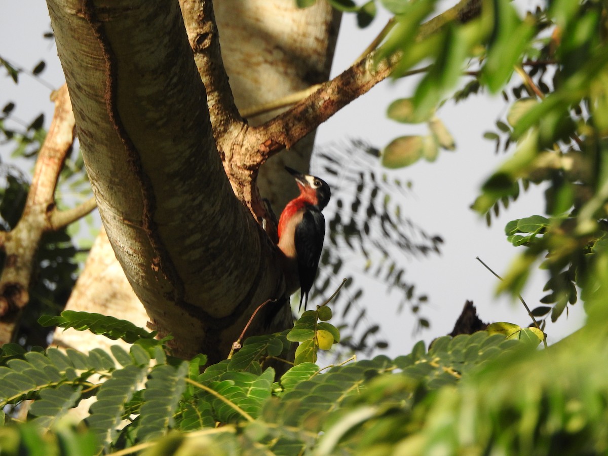 Puerto Rican Woodpecker - Rebecca Peters