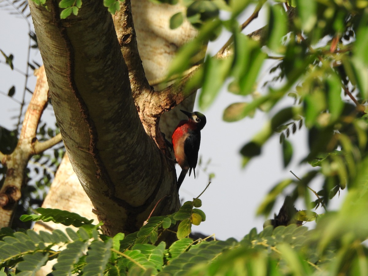 Puerto Rican Woodpecker - ML293810121