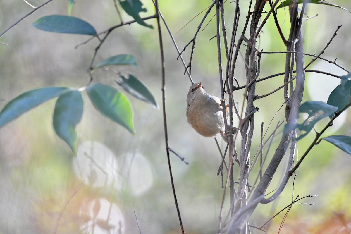 Brownish-flanked Bush Warbler - ML293810401