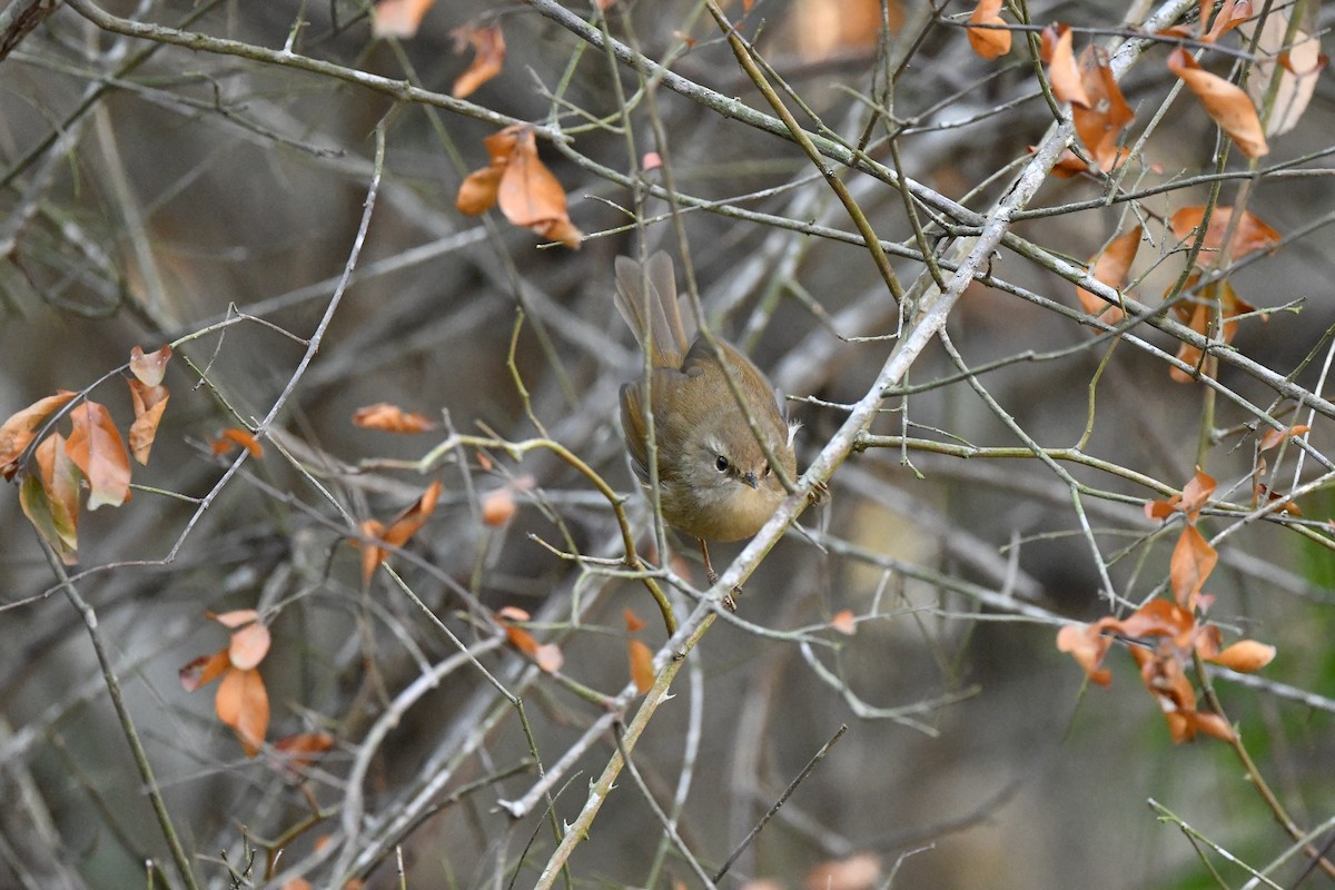 Brownish-flanked Bush Warbler - ML293810641