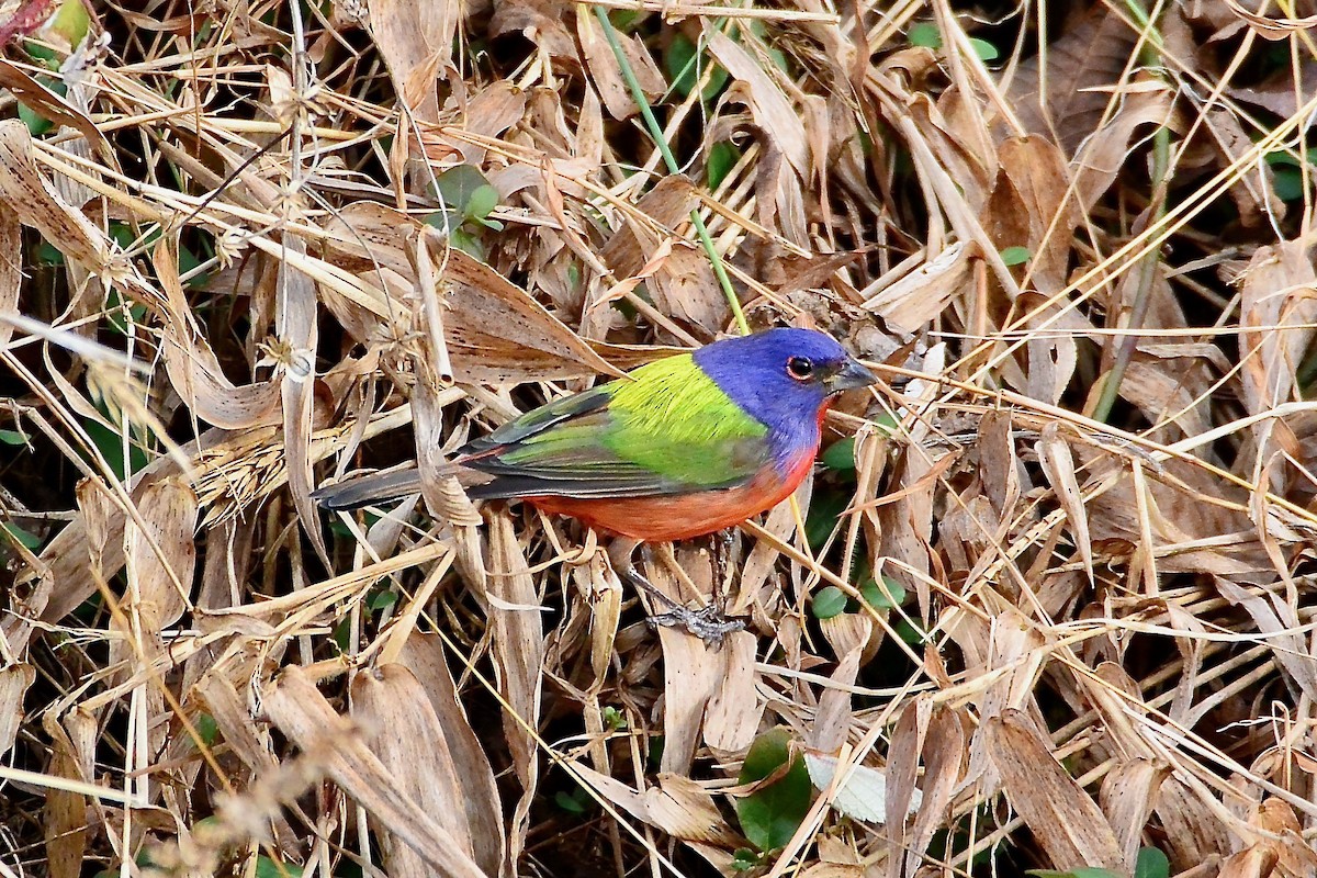Painted Bunting - Seth Honig