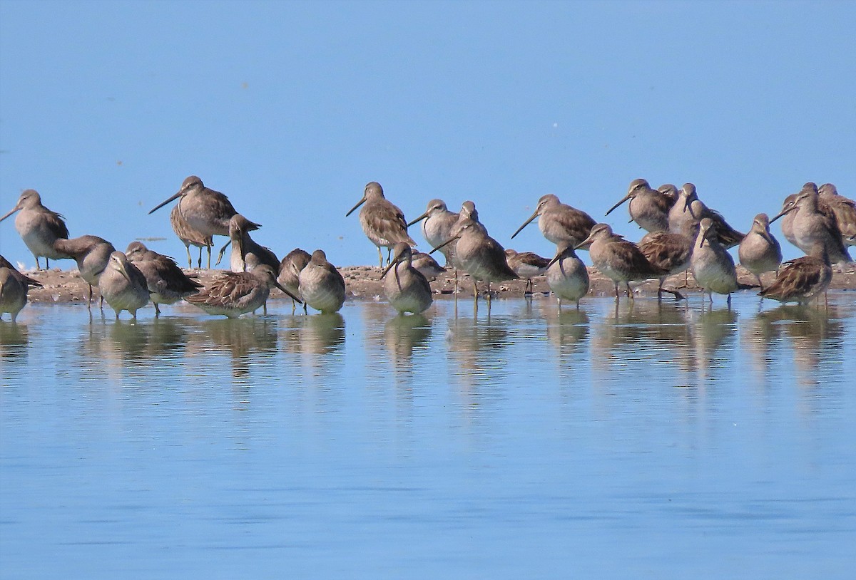 Long-billed Dowitcher - ML293813721