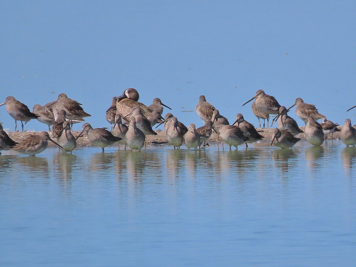 Long-billed Dowitcher - ML293813731