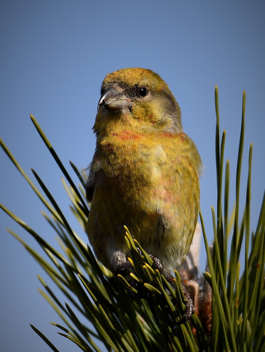 Red Crossbill - Rick Cheicante