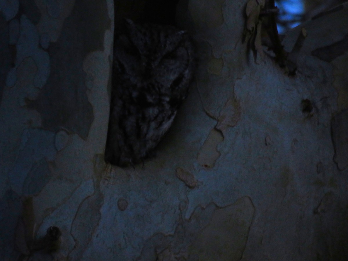 Western Screech-Owl - ML293816361