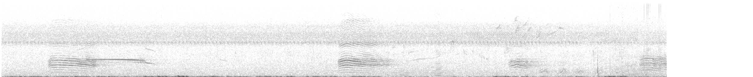 Weißbauch-Lärmvogel - ML293820081