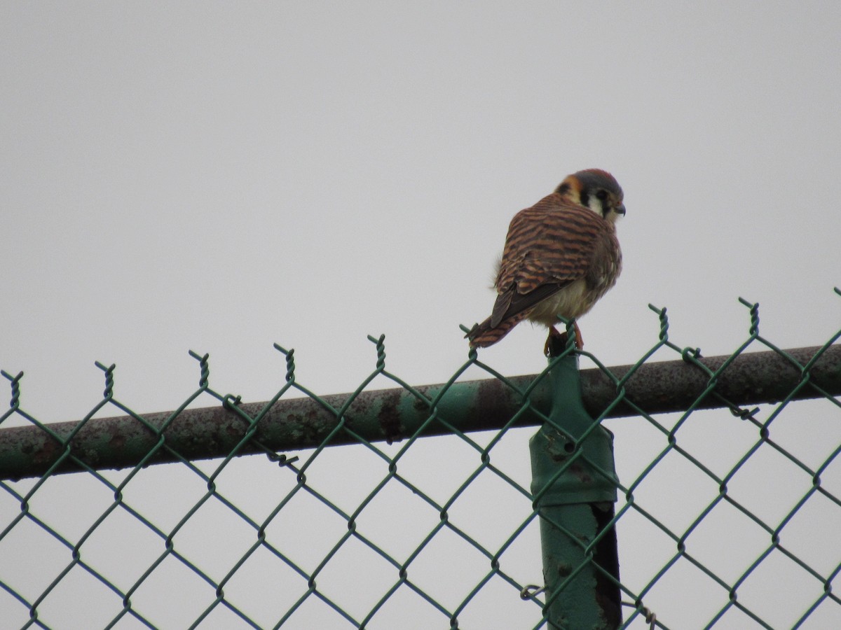 American Kestrel - Madeline Wellman