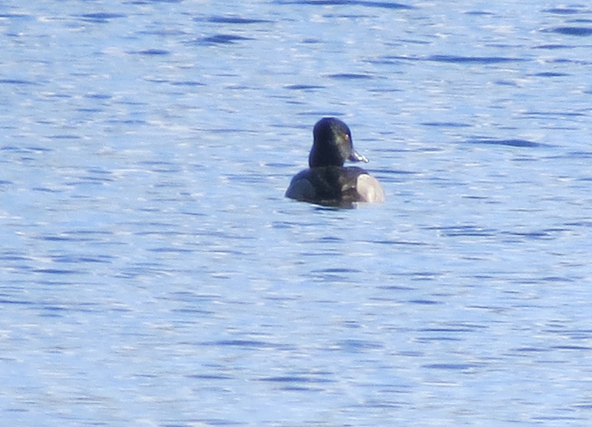 Ring-necked Duck - ML293822551