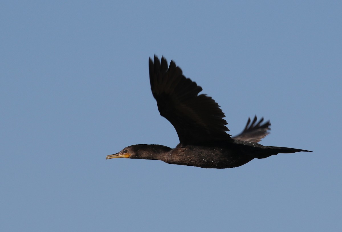 Neotropic Cormorant - Tony Leukering